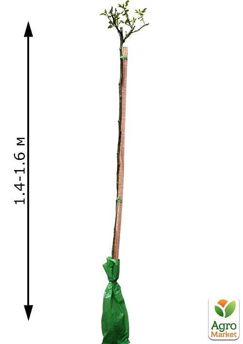 Роза штамбовая "Landora" (саженец класса АА+) высший сорт - фото 2