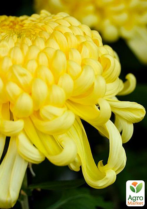 Хризантема великоквіткова "Caracas Jaune"