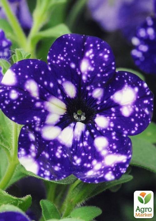 Петуния ампельная "Special Blue Splash" (контейнер №10, высота 10-15см) - фото 3