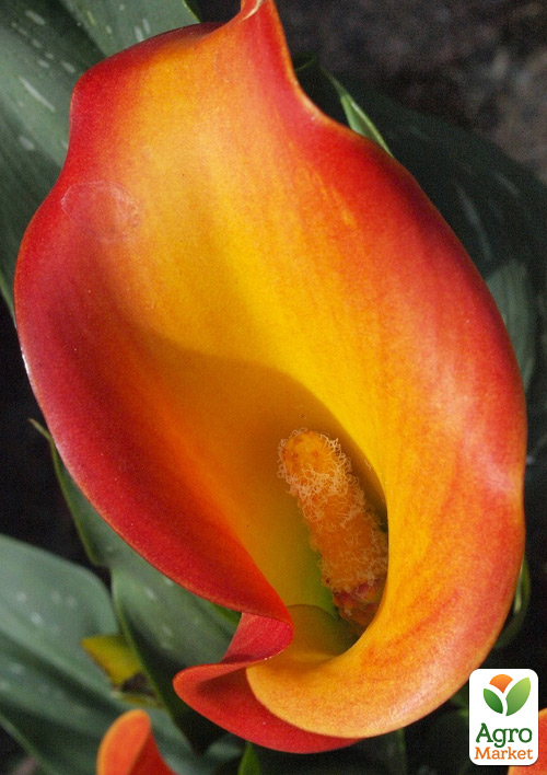 Калла "Morning Sun"