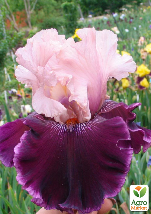 Ирис бородатый крупноцветковый "Cranberry Swirl"   - фото 3