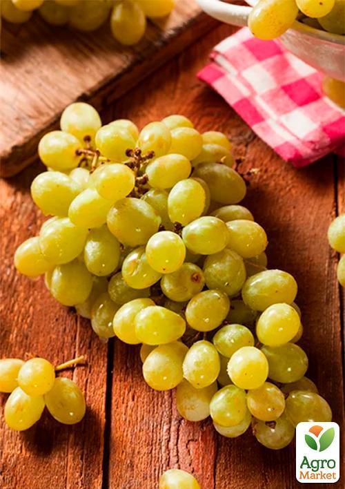 Виноград "Злато" (очень ранний срок созревания) - фото 5