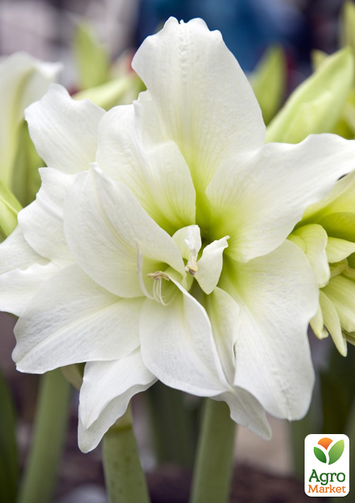 Гіппеаструм махровий "Ice Queen" (Амарілліс)