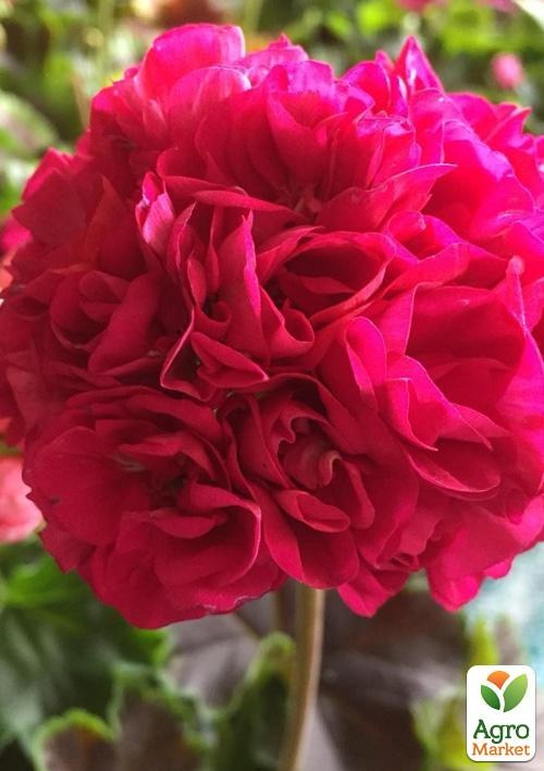 Пеларгония Розебудная "Brocade Cherry Night" (контейнер № 10, высота 10-20 см)