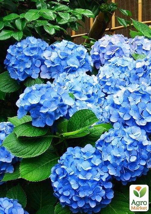 Гортензія крупнолиста блакитна "Блакитне небо" (Blue sky)