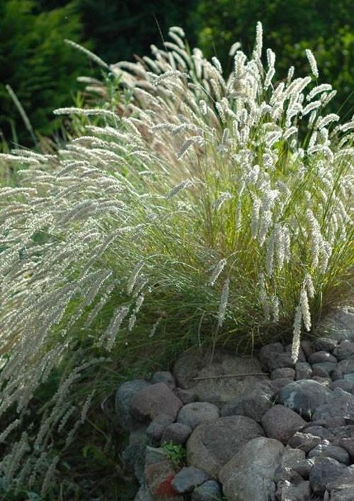 Сеслерия осенняя 2х летняя "Sesleria autumnalis" (высота саженца 20-40см)