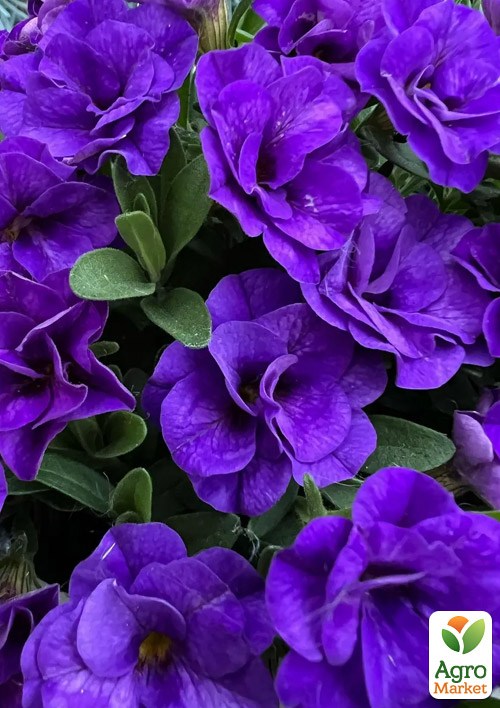 Калібрахоа PortuCal "Double Blue"