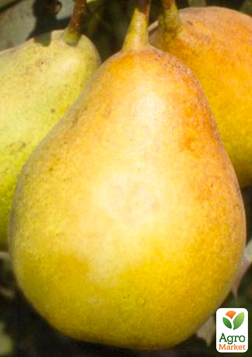 Груша "Рікс" (осінній сорт, середній термін дозрівання)