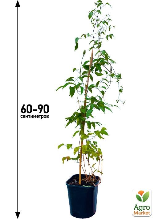 Клематис 3-х річний "Daniel Deronda" С2 - фото 5