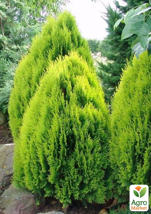 Туя восточная "Aurea Nana" (ком/сетка) высота 60-80 см - фото 3