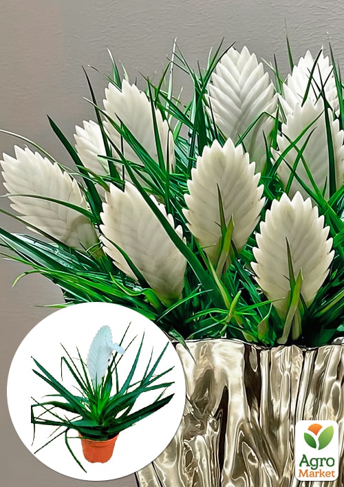 Тилландсия "Biancini" (Tillandsia Cyanea)