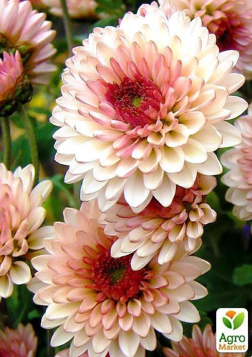 Хризантема мультифлора шарообразная "Лососевая" (укорененный черенок высота 5-10 см)