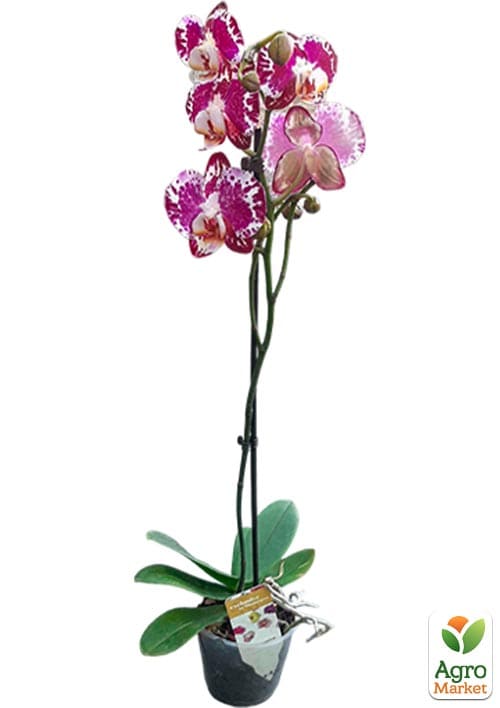 Орхидея (Phalaenopsis) "Leo Lilac"