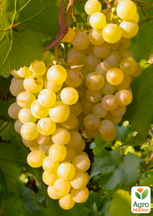 LMTD Виноград "Bianca" (сортовий, укорінений) - фото 3