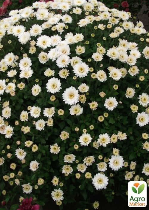 Хризантема мультифлора шарообразная "Staviski White"  - фото 2