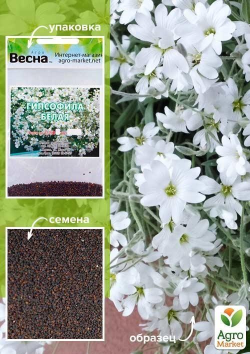 Гіпсофіла біла (Зипер) ТМ "Весна" 1г