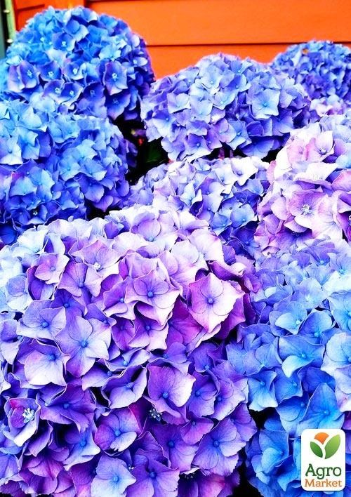 Гортензия ремонтантная крупнолистная 3х летняя "Эльбталь" - фото 3