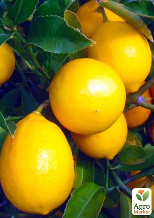 Лимон "Майкопський"