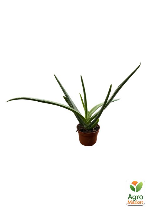 Суккулент "Aloe Vera" (Нидерланды) - фото 5