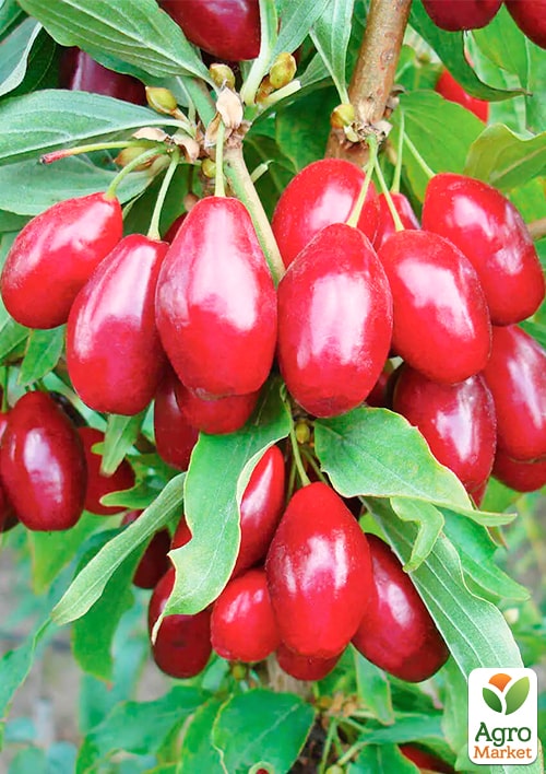 Кизил "Евгения" 