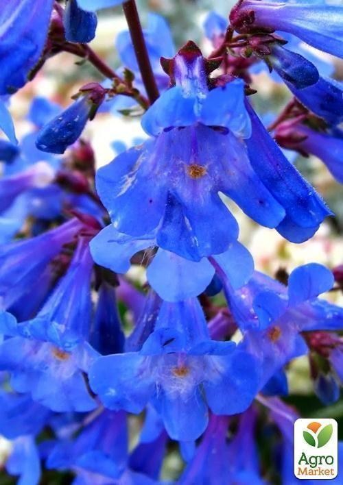 Пенстемон "Голубой"