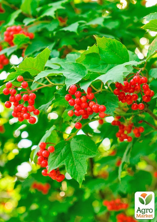 Калина "Райдужна"