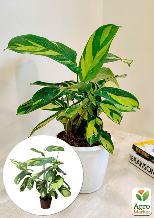 Калатея "Golden Mosaik" высота 40-50см