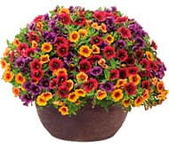 Калибрахоа