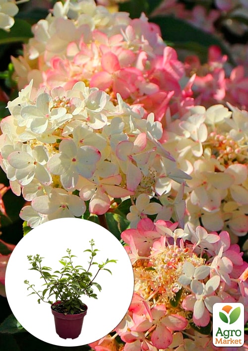 Гортензія 3-х річна волотиста "Petite Star"