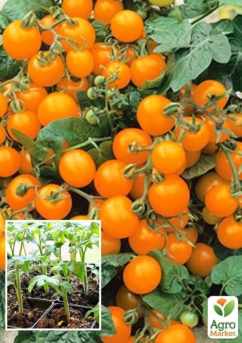 Томат комнатный черри "Venus Orange" (съедобный, детерминантный)