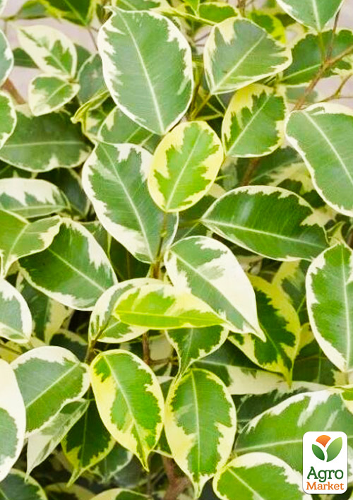 Фікус Бенджаміна варієгатний «Саманта» (Ficus benjamina Samantha) вазон Р9 - фото 6