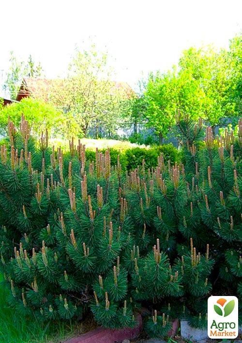 Сосна горная карликовая "Montana" (Pinus Mugo) горшок P9