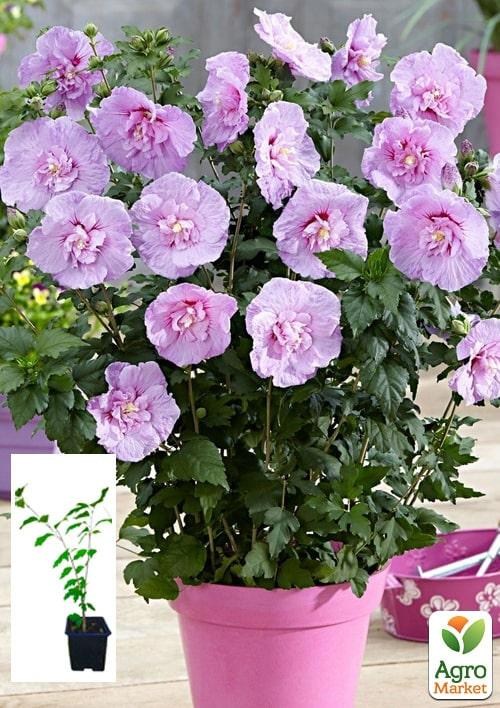 Гибискус сирийский "Lavender Chiffon" С1,5 высота 20-40 см