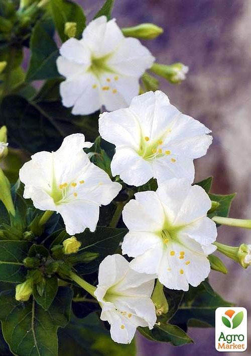 Мирабилис белый (в банке) ТМ "Весна Органик" 5г