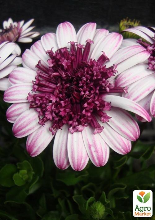 Остеоспермум махровый "3D Berry White"  - фото 3