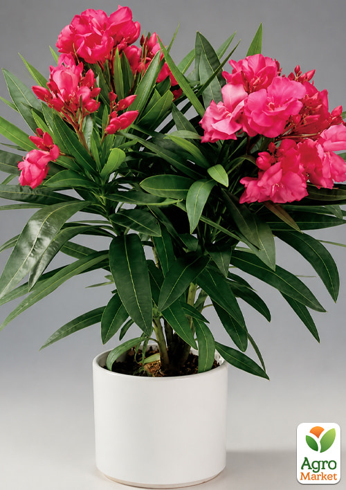 Олеандр запашний "Nerium oleander Framboise" (вічнозелений, ароматний чагарник)