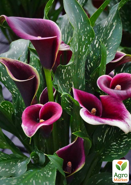 Калла "Dubai Nights" - фото 2