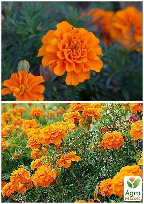 На развес Бархатцы "Валенсия" ТМ "Весна" цена за 2г - фото 2