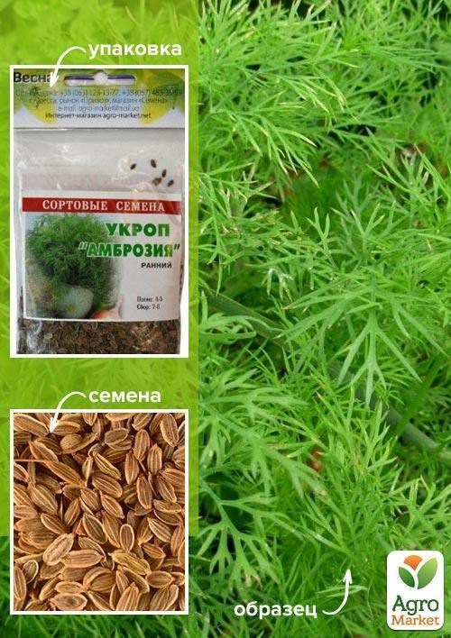 Укроп "Амброзия" (Зипер) ТМ "Весна" 7г