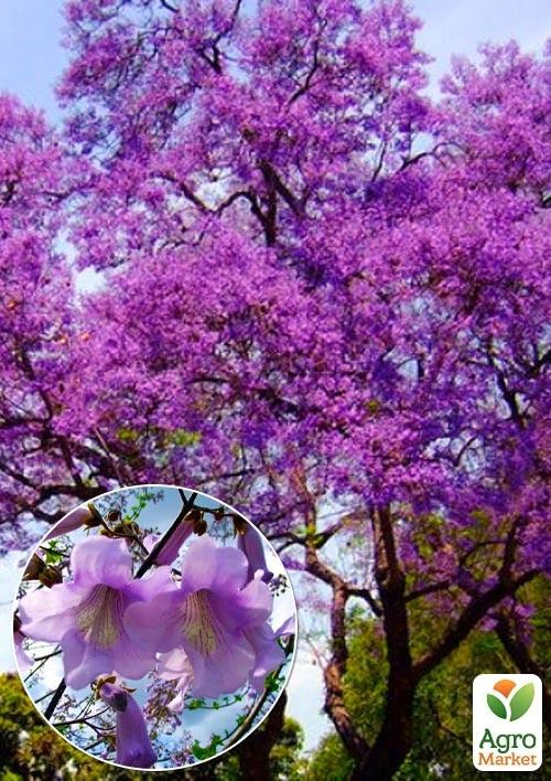 Павловнія бузкова "Адамове дерево" (красивоквітучий сорт) вазон Р9