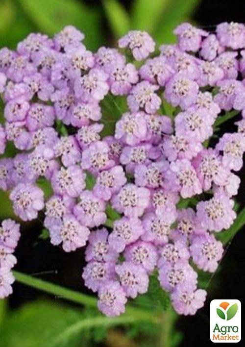 Деревій "Lilac Beauty"