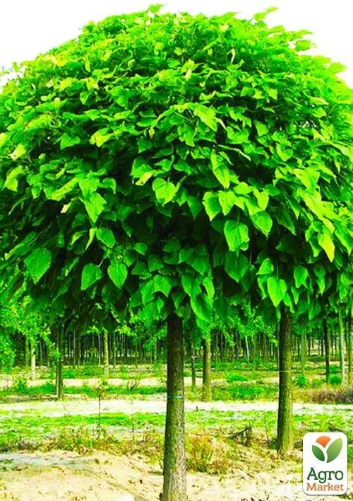 Катальпа обыкновенная - фото 3