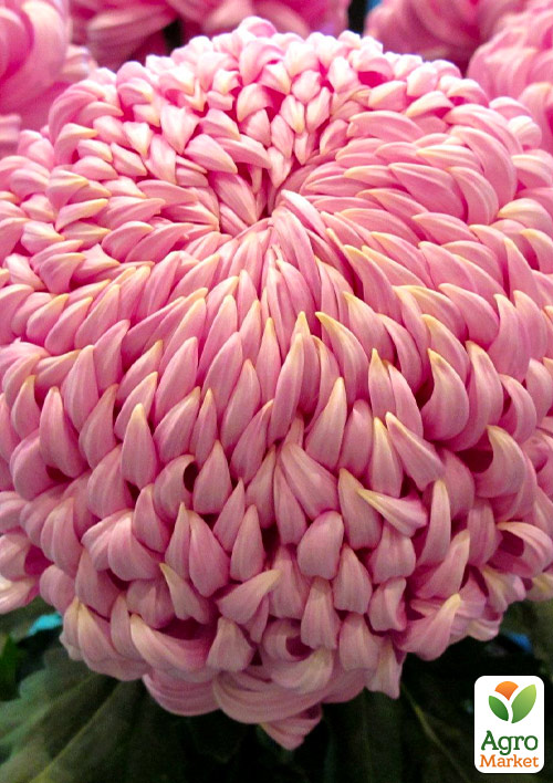 Хризантема крупноцветковая "Daily Mirror Pink" 