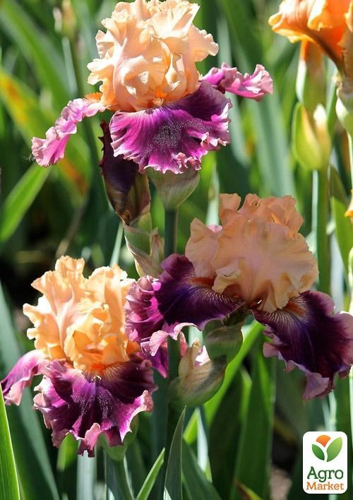 Ирис бородатый крупноцветковый "Rasputin"   - фото 2