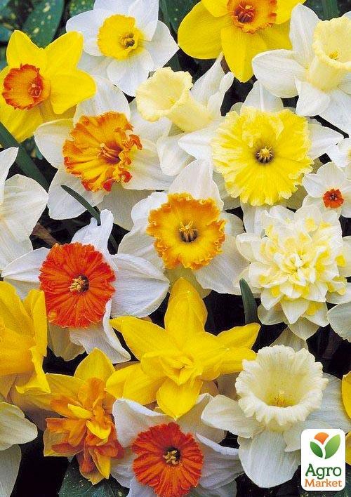 Нарциссы Микс "Воздушная Акварель" 