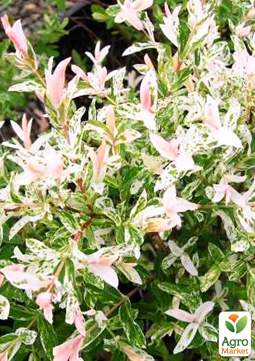 LMTD Верба рожеволиста "Flamingo" - фото 5