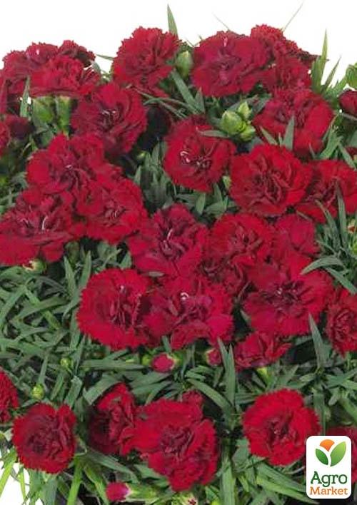 Гвоздика Махровая "Sunflor Desire" (контейнер № 10, высота 10 см)