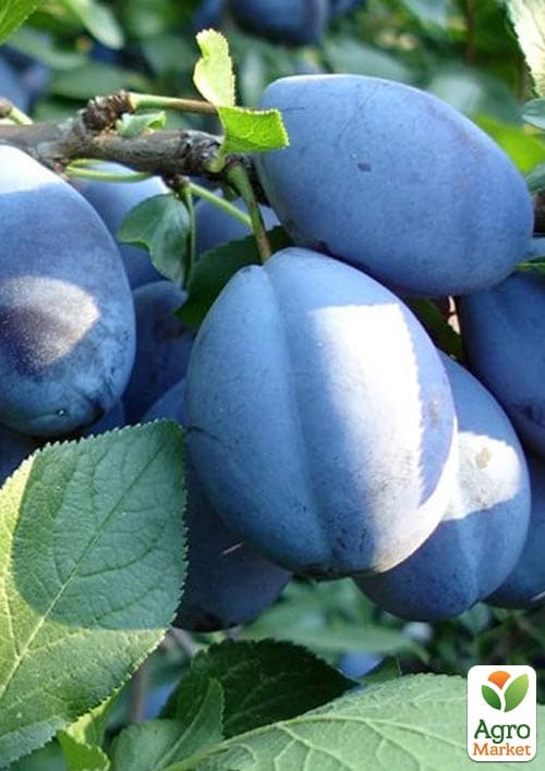 Слива "Топ гигант" (осенний сорт, поздний срок созревания)
