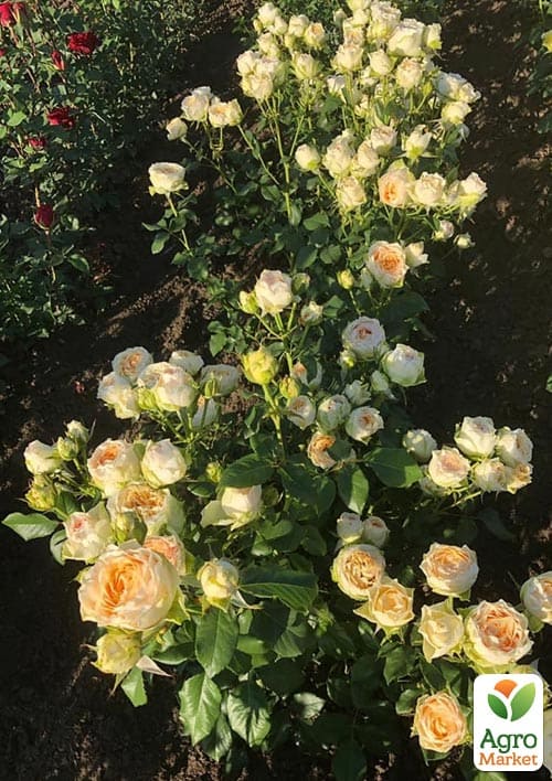 Роза чайно-гибридная "Gravity" (саженец класса АА+) высший сорт - фото 3