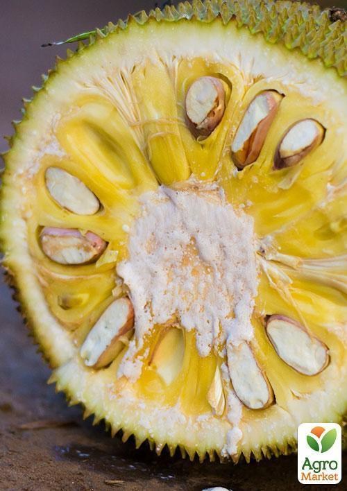 Джекфрут "Незвичайний" ТМ "Vesna Exclusive" 10шт - фото 4